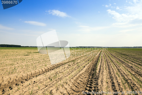 Image of field with green onions