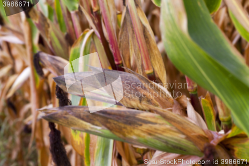 Image of mature corn crop