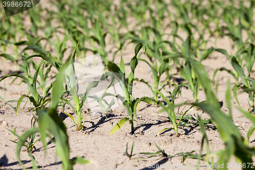 Image of Field of green corn