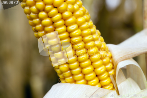 Image of mature corn crop