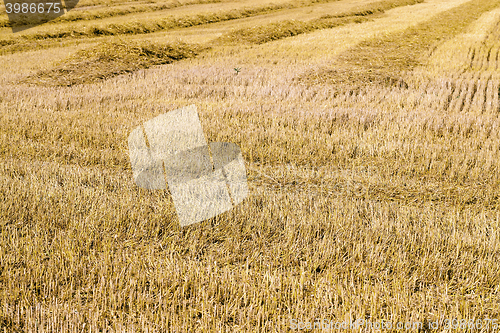 Image of harvesting cereals , Agriculture