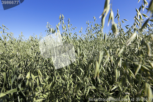 Image of immature grass sky