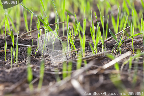 Image of young grass plants, close-up