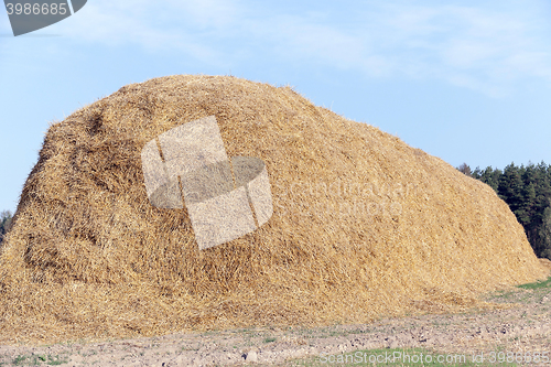 Image of stack of straw in the field