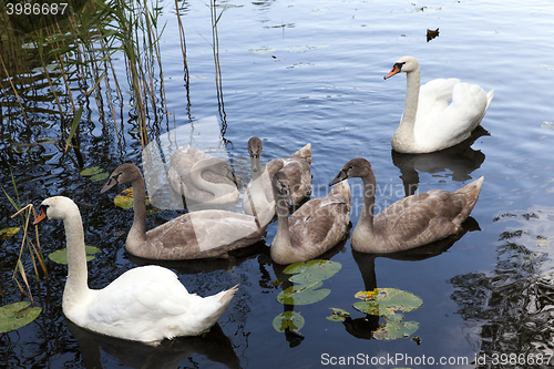 Image of Swans family pond