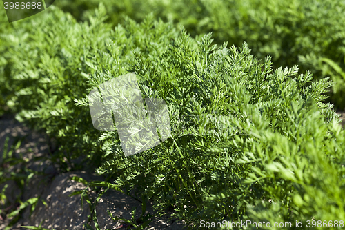 Image of Field with carrot