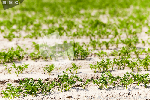 Image of Field with carrot