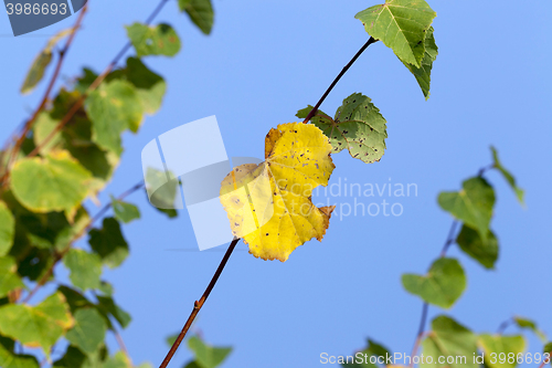 Image of yellowing foliage linden