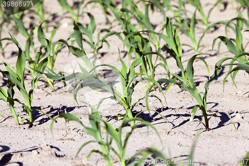 Image of corn field. close-up