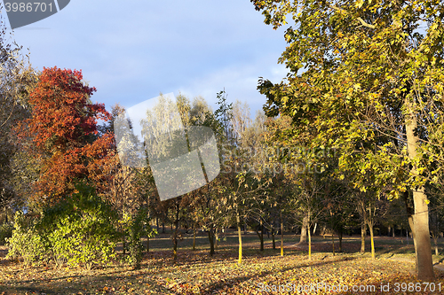 Image of yellowing leaves on the trees