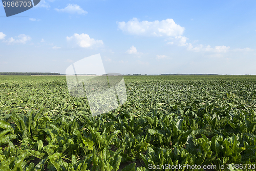 Image of Field with sugar beet