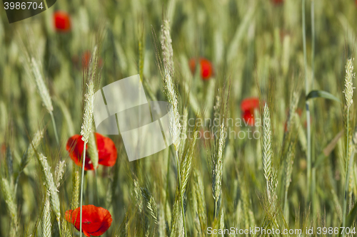 Image of Poppy in the field