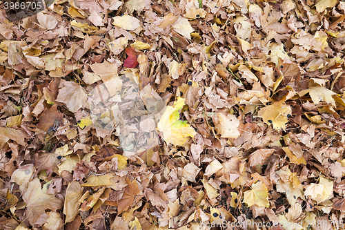 Image of autumn in the park