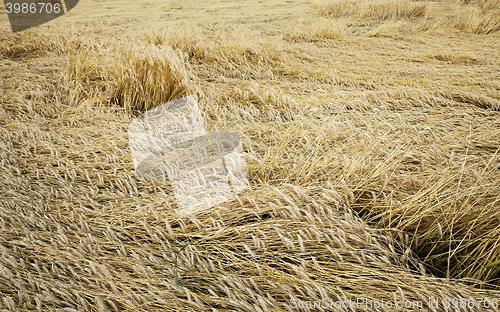 Image of farm field cereals