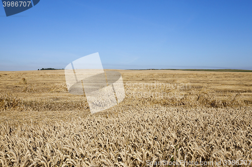 Image of ripe yellow cereals