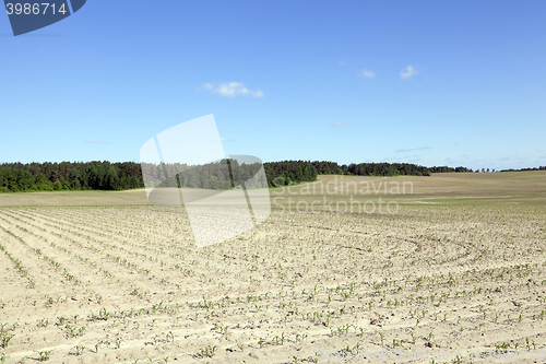 Image of Corn field, summer