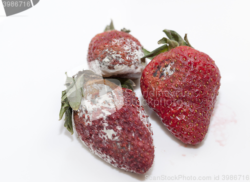 Image of Strawberry with mold