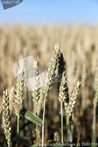 Image of farm field cereals