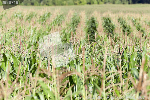 Image of corn field, agriculture