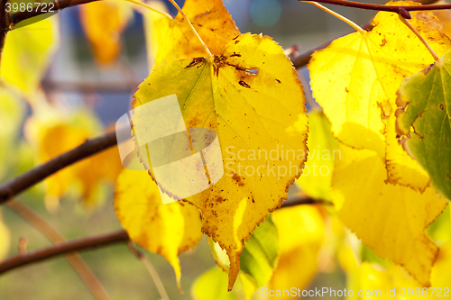 Image of yellowing leaves on the trees