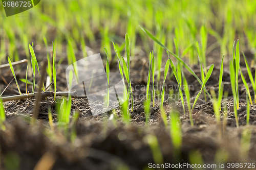 Image of young grass plants, close-up