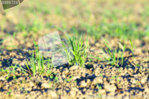 Image of young grass plants, close-up