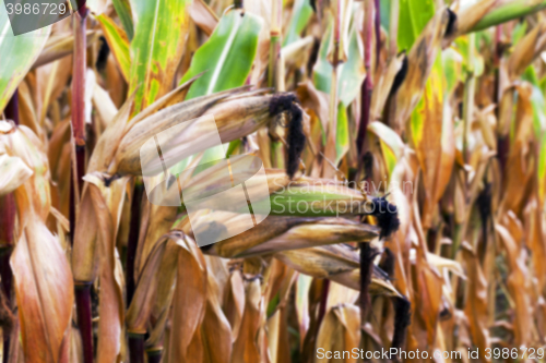 Image of mature corn crop