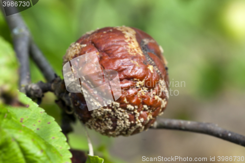 Image of Apple on a branch