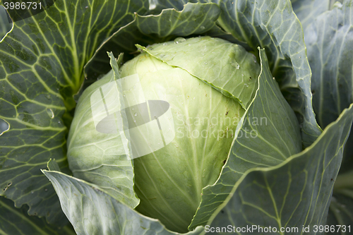 Image of green cabbage with drops