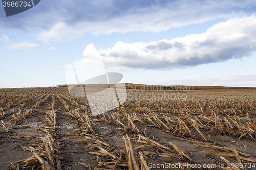Image of mature corn crop