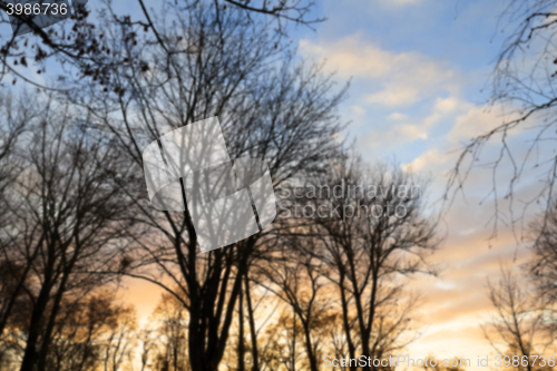 Image of trees in the park at sunset