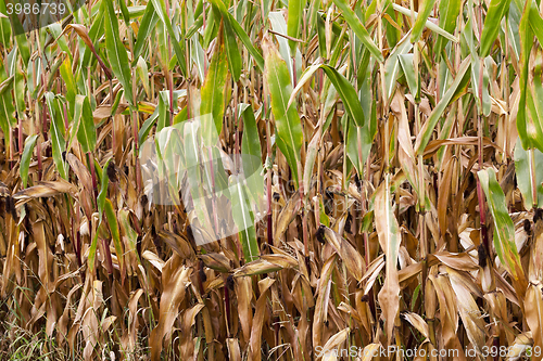 Image of field with mature corn