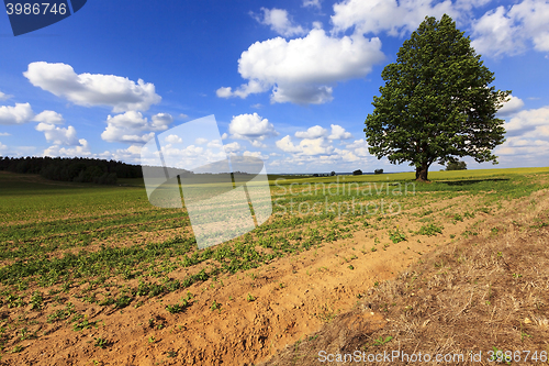 Image of tree in the field