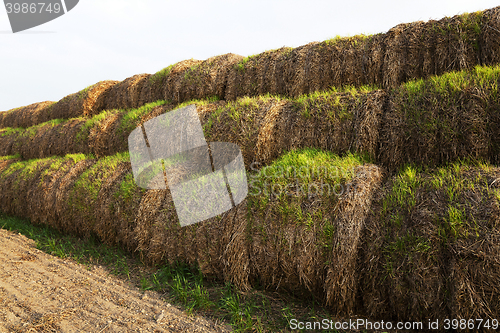 Image of sprouted wheat , closeup