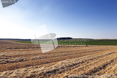 Image of farm field cereals