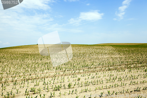 Image of Corn field, summer