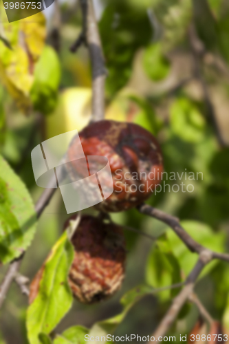 Image of Apple on a branch