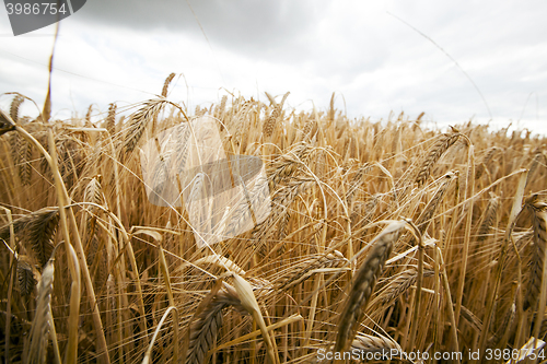 Image of agricultural field with cereal