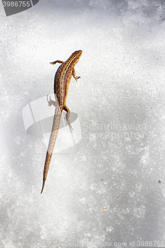 Image of Call of spring. Pregnant lizard wakes up and crosses snowy surface