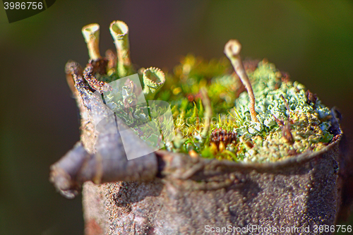 Image of spring stump of a very old and natural macro