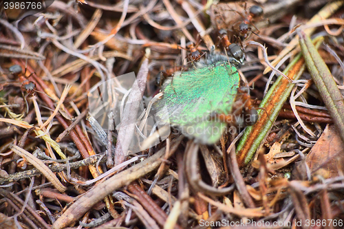 Image of ants work together to kill prey butterfly macro insect