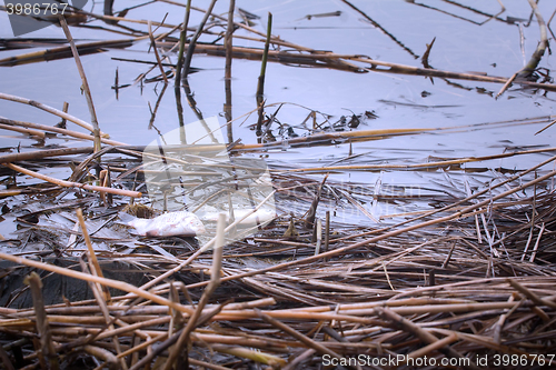 Image of Fish kills on the reservoir 1. Fish gasping