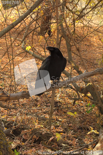 Image of Raven black  wise bird