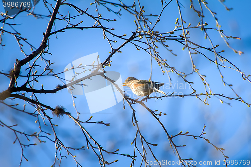 Image of Spring is coming. Thrush Redwing sings on branch, where blossom leaves