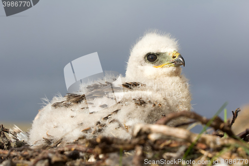 Image of Rough-legged Buzzard chick. Novaya Zemlya Archipelago. Arctic