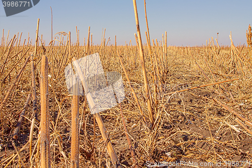 Image of Beveled sunflower field