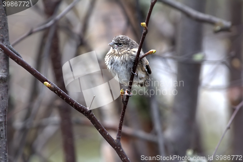 Image of Red poll fledgling has left the nest in early spring