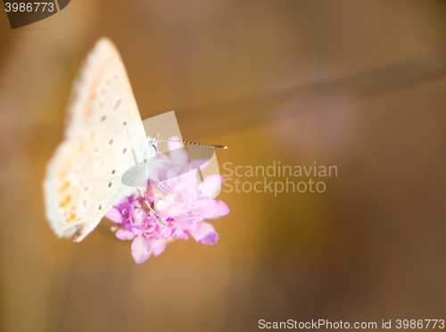 Image of Elegant butterflies Blues from steppes of the Crimea 1. Black Sea