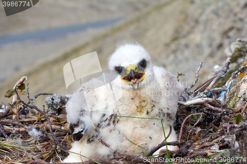 Image of white fluffy nestling birds of prey