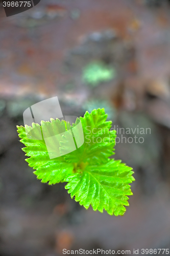 Image of first green sprout of spring